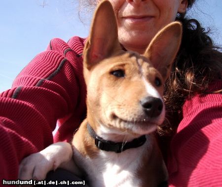 Basenji Hunde Foto 20175 in höherer Auflösung ansehen Basenji Cleo