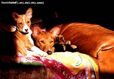 Basenji Hunde Foto 11776 Basenji Coco & Bendera ejoying the sun