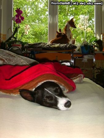 Basenji on guard and in bed