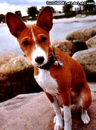 Basenji Hunde Foto 11775 Basenji I'm so cute