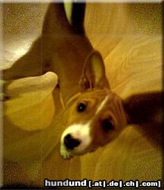 Basenji Hunde Foto 16264 Basenji Coco swirl girl