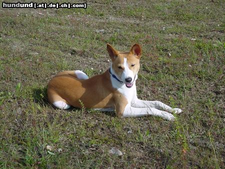 Basenji Hunde Foto 14189 Basenji Edward