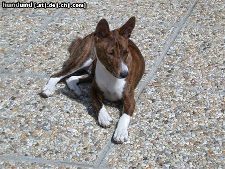 Basenji Hunde Foto 3732 Basenji Asabi Asaki in seinem neuen Heim in Wien