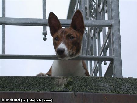 Basenji Hunde Foto 23302 Basenji Asabi läuft dort eine Katze