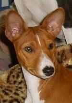 Basenji Hunde Foto 33429 in höherer Auflösung ansehen Basenji Diri