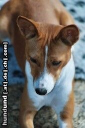 Basenji Hunde Foto 12675 Basenji Amber ist Luxembourg Champion mit nur 18 Monaten