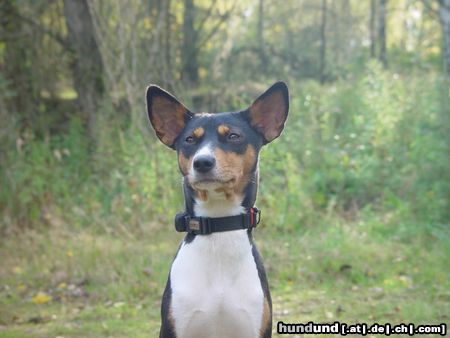 Basenji Hunde Foto 16559 in höherer Auflösung ansehen Basenji Belinda
