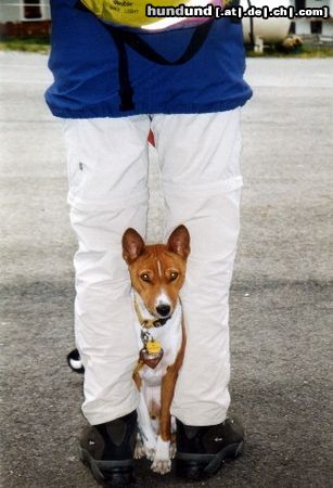 Basenji Hunde Foto 6871 Basenji Neue Züchtung:Roter Basenji mit schwarzem Schwanz