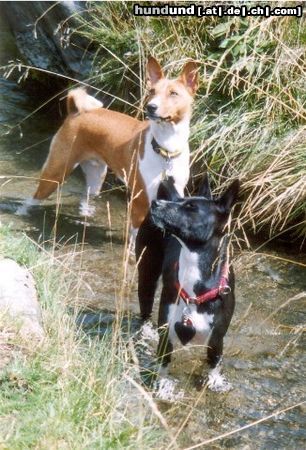 Basenji Hunde Foto 6872 Basenji Ebo und Luba beim Pfötchen kühlen
