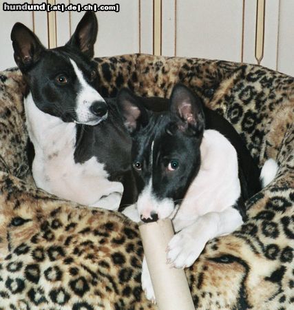 Basenji Hunde Foto 3854 Basenji ich bin ganz lieb....