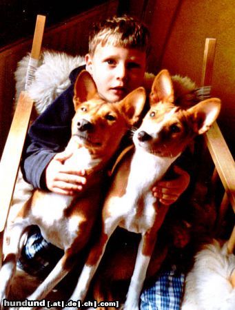 Basenji Hunde Foto 11777 Basenji They call it puppy love