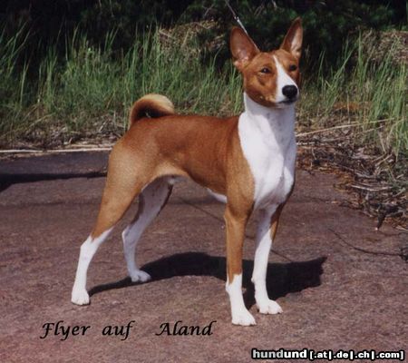 Basenji Hunde Foto 7504 Basenji INT.Ch. Reveille Thyme To Fly