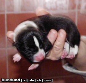 Basenji Hunde Foto 17006 in höherer Auflösung ansehen Basenji Aragorns und Asjas Puppies
