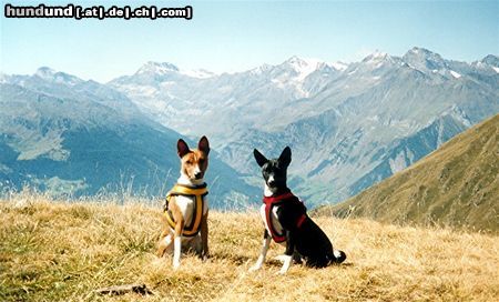 Basenji Hunde Foto 6873 Basenji Ebo und Luba ganz oben