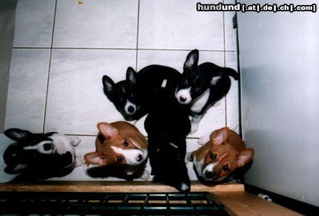 Basenji Hunde Foto 4493 Basenji Geschwister