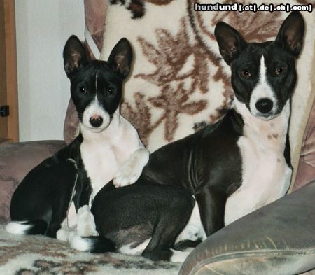 Basenji Hunde Foto 3856 Basenji Goyo & Eddy