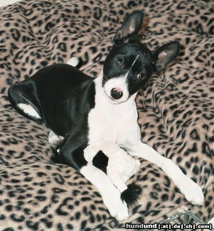 Basenji Hunde Foto 3855 Basenji African Macig Moments Chigani