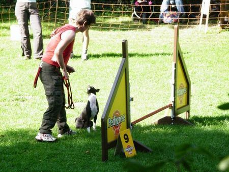 Basenji In Erwartungshaltung 