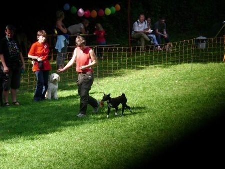 Basenji Hunde Foto 34038 Basenji Apportieren ist KLASSE