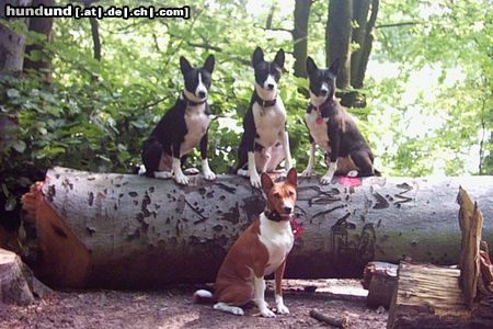 Basenji Hunde Foto 24370 Basenji Freunde