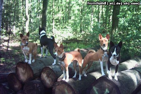 Basenji Hunde Foto 24371 Basenji Basenji's im Grunewald/Berlin