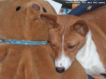 Basenji Hunde Foto 16744 Basenji Amber wird bald Mama
