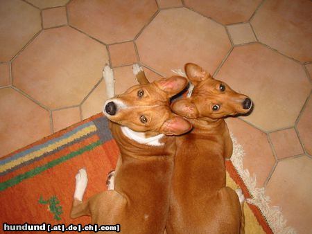 Basenji Hunde Foto 7113 Basenji Ich habe dich lieb