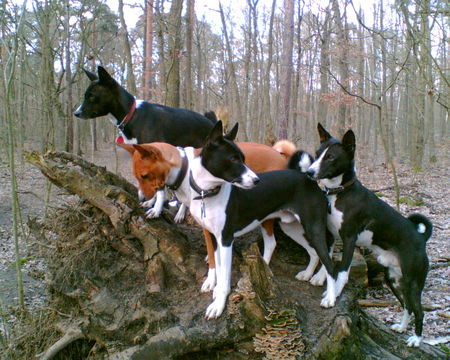 Basenji Berliner Basenjigang