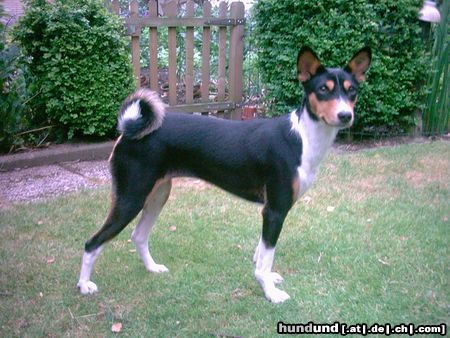 Basenji Hunde Foto 22770 in höherer Auflösung ansehen Basenji Arina, 18 Monate