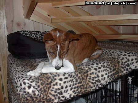 Basenji Hunde Foto 3727 Basenji Miah Bravos Baby sie lebt in Norwegen