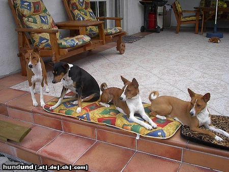 Basenji Hunde Foto 22598 in höherer Auflösung ansehen Basenji Bravos Puppy in Norwegen!!!