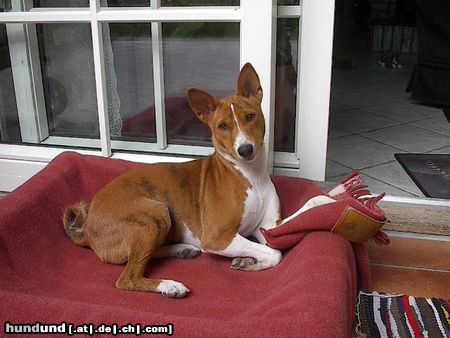 Basenji Hunde Foto 22619 Basenji Bravos Puppy Alasan