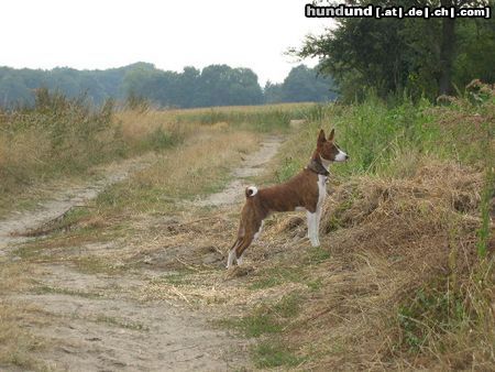 Basenji Hunde Foto 7506 Basenji Tyler hat den Überblick