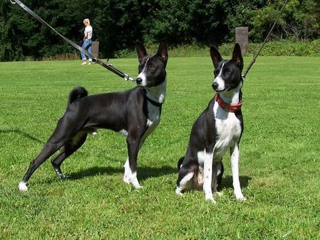 Basenji Jester mit Oma Paloma