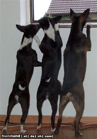 Basenji Hunde Foto 23727 in höherer Auflösung ansehen Basenji Orgelpfeifen