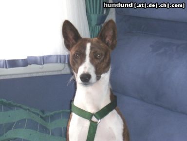Basenji Hunde Foto 7137 Basenji Escapades Bravo out of Africas Junge, Ken im WOMO