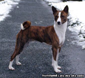 Basenji Hunde Foto 3729 Basenji Sing auch ein Kind von Bravo Bravos er lebt in Schweden