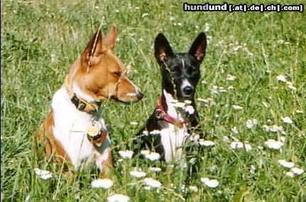 Basenji Hunde Foto 6874 Basenji Ebo und Luba und Gänseblümchen