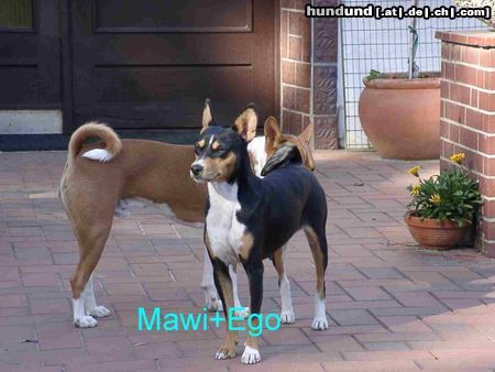 Basenji Hunde Foto 8524 Basenji Mawi aus Afrika und Ego aus Pisa in Hemmoor