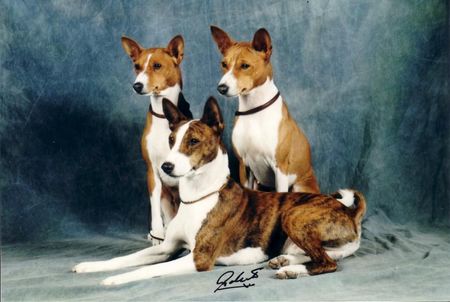 Basenji Hunde Foto 2435 Basenji Unsere Lieblinge,