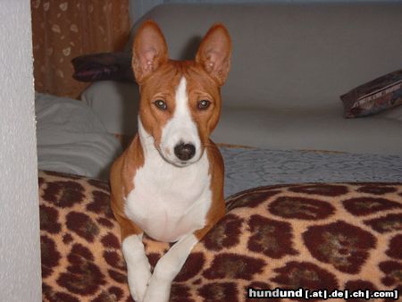 Basenji Hunde Foto 5378 Basenji
