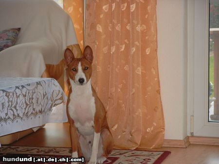 Basenji Hunde Foto 5376 Basenji