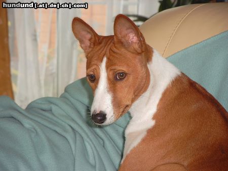 Basenji Hunde Foto 6012 Basenji