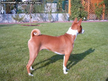 Basenji Hunde Foto 6018 Basenji ...mein Schatten?