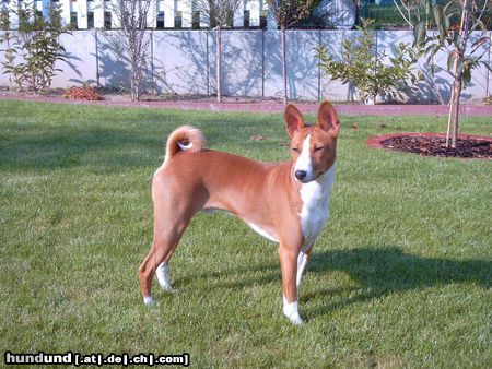 Basenji Hunde Foto 6019 Basenji