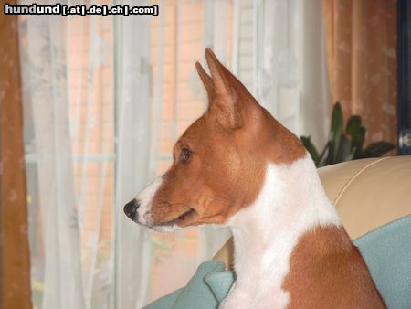 Basenji Hunde Foto 6013 Basenji