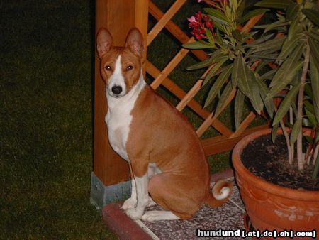 Basenji Hunde Foto 6014 Basenji Wo seid Ihr denn - ist doch schon dunkel.