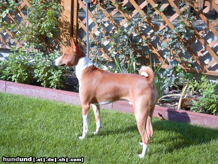 Basenji Hunde Foto 6015 Basenji Schmetterlinge in Sicht?