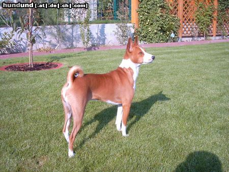 Basenji Hunde Foto 6016 Basenji Sonnenbad
