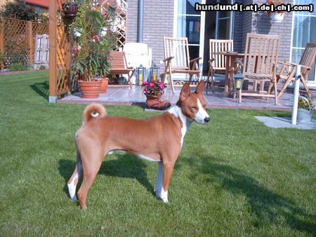 Basenji Hunde Foto 6017 Basenji